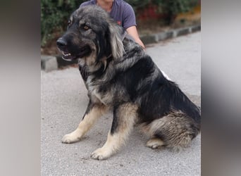 Tyson junger, großer Sarplaninac Mischlingshund Mischling Rüde Junghund sucht Zuhause oder PS