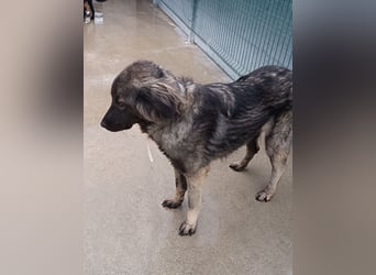 Altima junge Sarplaninac Mischlingshündin Mischling Hündin Herdenschutzhund sucht Zuhause oder PS