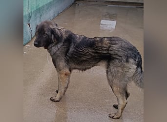 Altima junge Sarplaninac Mischlingshündin Mischling Hündin Herdenschutzhund sucht Zuhause oder PS