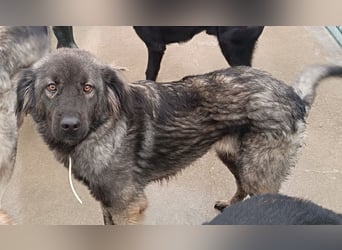 Altima junge Sarplaninac Mischlingshündin Mischling Hündin Herdenschutzhund sucht Zuhause oder PS