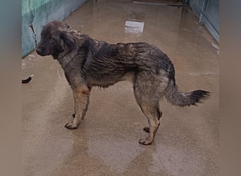 Altima junge Sarplaninac Mischlingshündin Mischling Hündin Herdenschutzhund sucht Zuhause oder PS