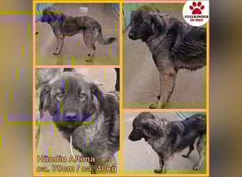 Altima junge Sarplaninac Mischlingshündin Mischling Hündin Herdenschutzhund sucht Zuhause oder PS
