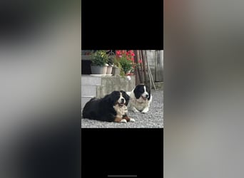 Belinda große Tornjak Mischlingshündin Mischling Hündin sucht Zuhause oder Pflegestelle Belinda große Tornjak Mischlingshündin Mischling Hündin sucht Zuhause oder Pflegestelle