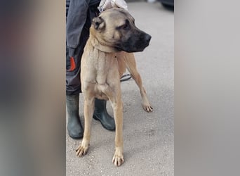 Cognac großer freundlicher Kangal Mischlingrüde Junghund sucht Zuhause oder Pflegestelle