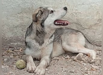 Lope, möchte endlich seinen Platz finden