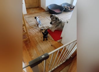Jimmy sucht sein Zuhause