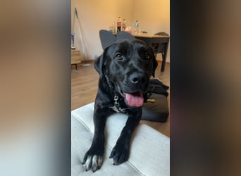 Nox sucht sein Zuhause