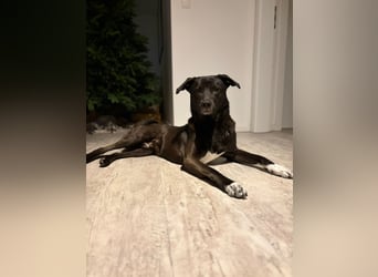 Dusty sucht sein Zuhause