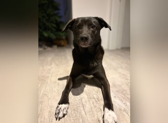 Dusty sucht sein Zuhause