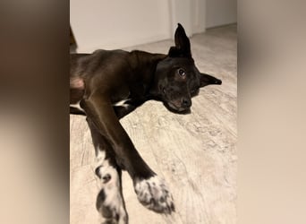 Dusty sucht sein Zuhause
