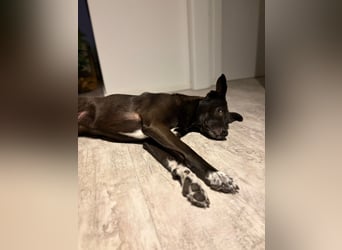 Dusty sucht sein Zuhause
