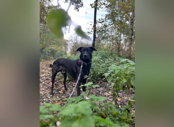 Dusty sucht sein Zuhause
