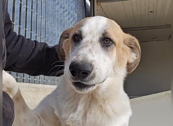 Romeo sucht nun in Deutschland sein Glück