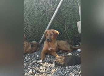 David - sucht eine Familie