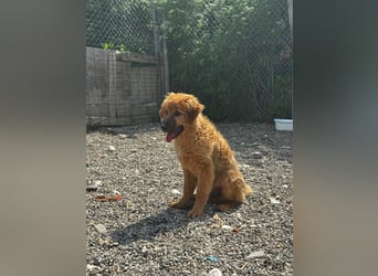 Denzel - flauschiger kleiner Entdecker mit einer gesunden Neugier
