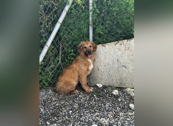 Dalia - neugierige junge Hündin - sucht dich