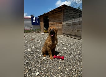 Denzel - flauschiger kleiner Entdecker mit einer gesunden Neugier