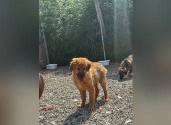 Denzel - flauschiger kleiner Entdecker mit einer gesunden Neugier