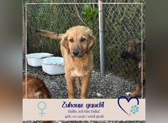 Dalia - neugierige junge Hündin - sucht dich
