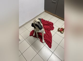 Luna Maus sucht ein herzliches Zuhause