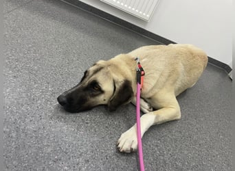 Luna Maus sucht ein herzliches Zuhause
