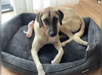 Luna Maus sucht ein herzliches Zuhause
