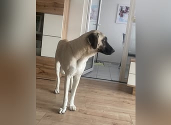 Luna Maus sucht ein herzliches Zuhause