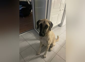 Luna Maus sucht ein herzliches Zuhause