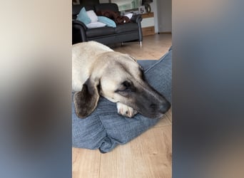 Luna Maus sucht ein herzliches Zuhause