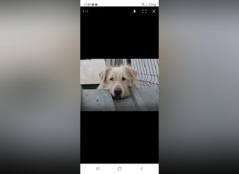 Heardy sucht seine Herzensmenschen