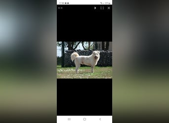 Heardy sucht seine Herzensmenschen