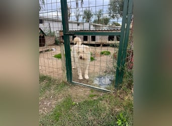 Heardy sucht seine Herzensmenschen