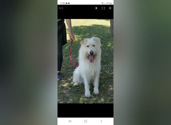 Heardy sucht seine Herzensmenschen