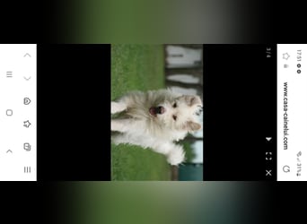 Heardy sucht seine Herzensmenschen