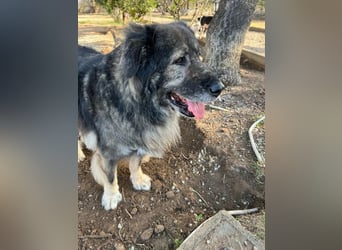 Sparta - kuscheliger Hundeopi sucht gemütliches Körbchen