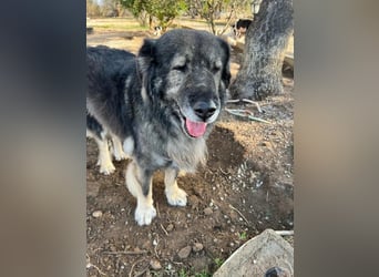 Sparta - kuscheliger Hundeopi sucht gemütliches Körbchen