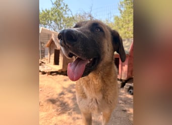 Phoenix - Herzenshund sucht sein großes Glück