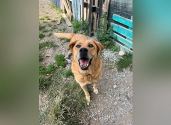 Seelenhund Micquel sucht seine Menschen