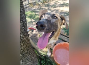 Phoenix - Herzenshund sucht sein großes Glück