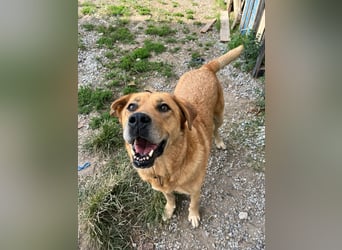 Seelenhund Micquel sucht seine Menschen