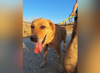 Seelenhund Micquel sucht seine Menschen