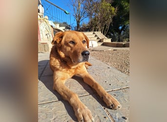 Seelenhund Micquel sucht seine Menschen