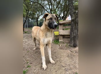 Phoenix - Herzenshund sucht sein großes Glück