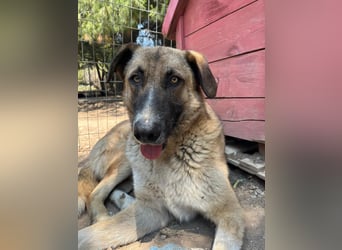 Phoenix - Herzenshund sucht sein großes Glück