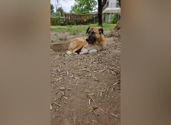 Phoenix - Herzenshund sucht sein großes Glück