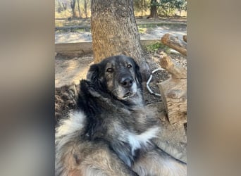 Sparta - kuscheliger Hundeopi sucht gemütliches Körbchen