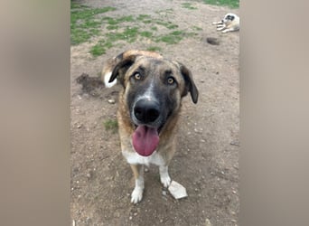 Phoenix - Herzenshund sucht sein großes Glück