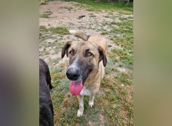 Phoenix - Herzenshund sucht sein großes Glück