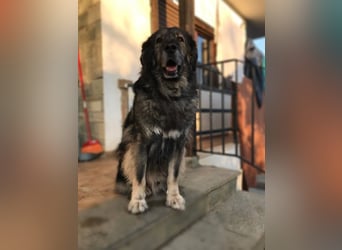 Sparta - kuscheliger Hundeopi sucht gemütliches Körbchen