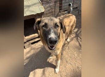 Phoenix - Herzenshund sucht sein großes Glück